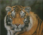 (image for) Siberian Tiger Face